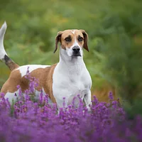 A Harrier dog