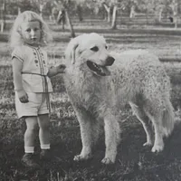 Kuvasz, picture 8 of 9