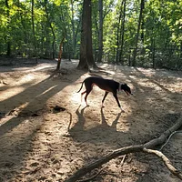 Greyhound