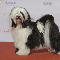 Tibetan Terrier, picture 4 of 9
