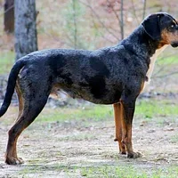 Catahoula Leopard Dog