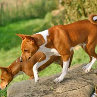 Basenji, picture 7 of 9
