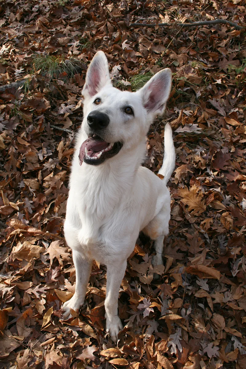 German Shepherd Dog