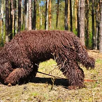 Barbet
