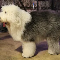 Old English Sheepdog, picture 4 of 9