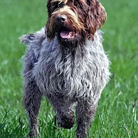 Wirehaired Pointing Griffon, picture 3 of 7
