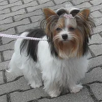 Biewer Terrier