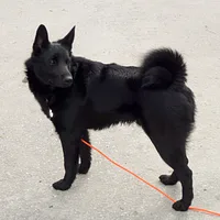 Norwegian Elkhound