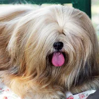 Lhasa Apso, picture 4 of 9