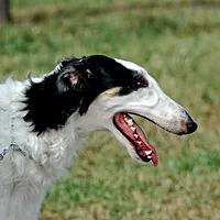 Borzoi