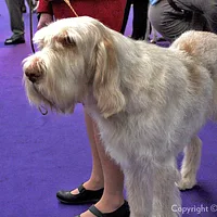Spinone Italiano, picture 9 of 9
