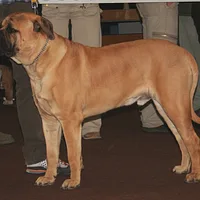 Bullmastiff, picture 9 of 10