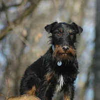 Jagdterrier, picture 4 of 10