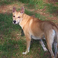 Carolina Dog, picture 4 of 6