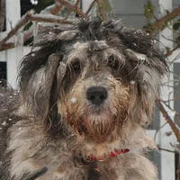 Bergamasco Sheepdog
