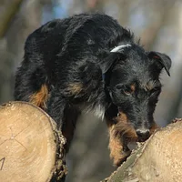 Jagdterrier, picture 6 of 10