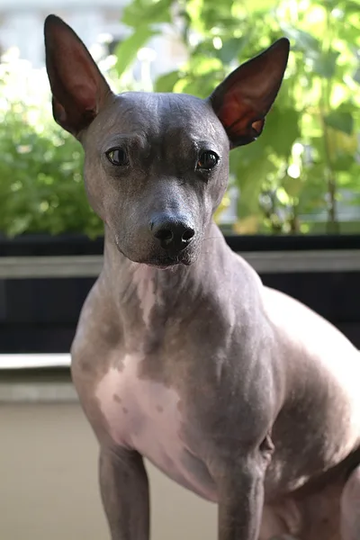 A American Hairless Terrier