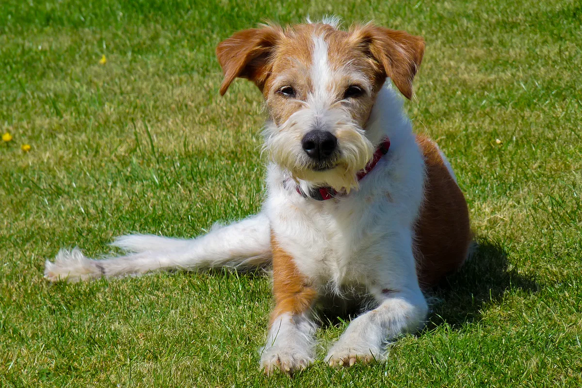 Kromfohrlander dog, photographed by Marc Rünger
