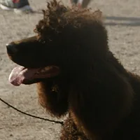 Irish Water Spaniel, picture 7 of 9