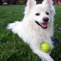 American Eskimo Dog