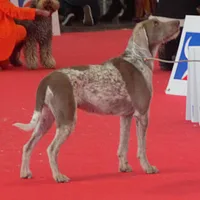 Slovakian Wirehaired Pointer, picture 10 of 10