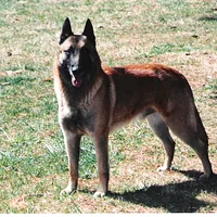 A Belgian Malinois dog