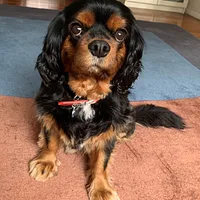 Cavalier King Charles Spaniel