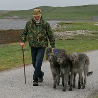 Scottish Deerhound