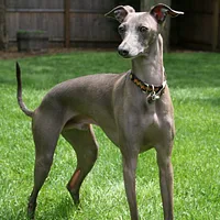 Greyhound, picture 2 of 8