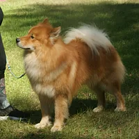 Eurasier