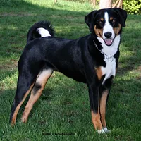 Appenzeller Sennenhund