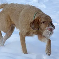 A Wirehaired Vizsla dog
