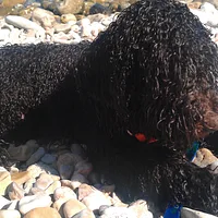 Spanish Water Dog, picture 8 of 9