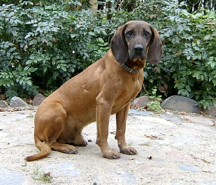 Bavarian Mountain Scent Hound dog, photographed by Ralf Lotys (Sicherlich)