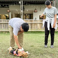 Beagle