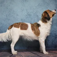 Nederlandse Kooikerhondje, picture 2 of 9