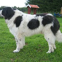 Pyrenean Mastiff, picture 1 of 7