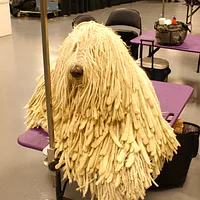 Komondor