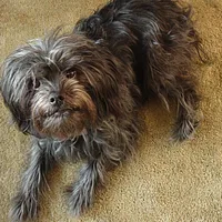 Affenpinscher