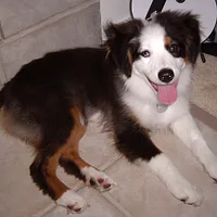 Miniature American Shepherd, picture 5 of 10