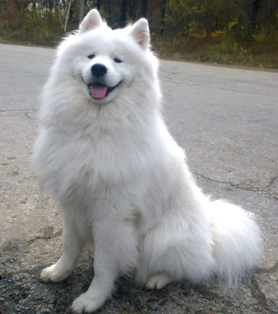Samoyed dog, photographed by Alexander Patrikeev