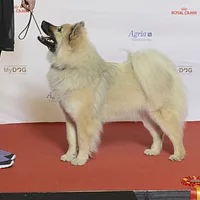 Eurasier
