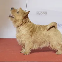 Norwich Terrier, picture 3 of 10