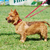 Australian Terrier, picture 6 of 10