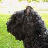 Bouvier des Flandres, picture 7 of 10