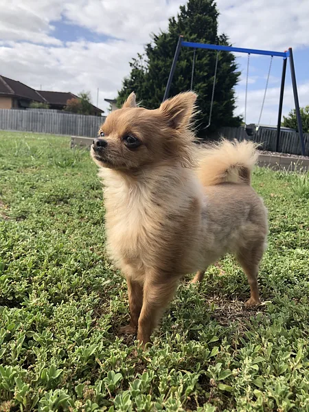 Chihuahua