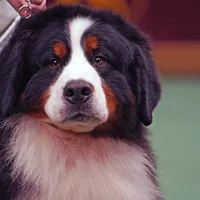 Bernese Mountain Dog