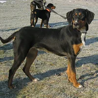 Transylvanian Hound, picture 5 of 8