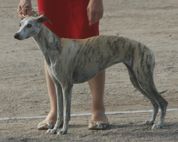 A Whippet