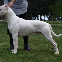 Dogo Argentino
